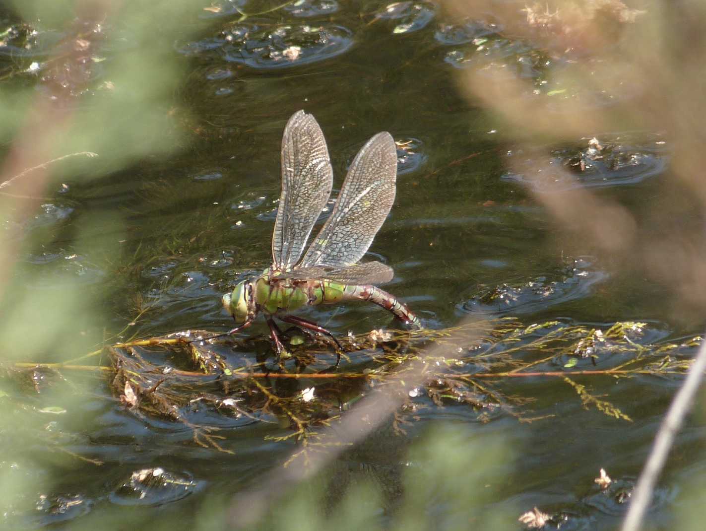 Anax imperator in deposizione (con video)